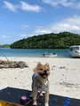 川平湾の写真_381669