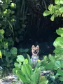 川平湾の写真_381670