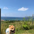 ミルミル本舗の写真_381681