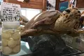 道の駅紀宝町ウミガメ公園の写真_381746