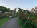ばら公園の写真_381997