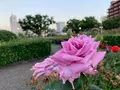 ばら公園の写真_382003