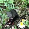 バンナ公園の写真_382667