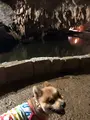 伊原間サビチ鍾乳洞の写真_382698