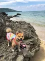 伊原間サビチ鍾乳洞の写真_382701