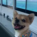 川平湾の写真_382709