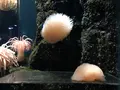 鶴岡市立加茂水族館（クラゲドリーム館）の写真_382926