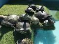 道の駅紀宝町ウミガメ公園の写真_383307
