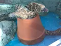 道の駅紀宝町ウミガメ公園の写真_383309