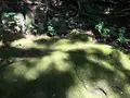 宝城坊日向薬師の写真_383811