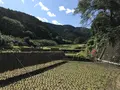 彼岸花の里の写真_383824