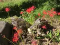 彼岸花の里の写真_383825