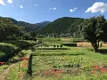 彼岸花の里の写真_383826