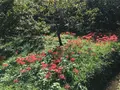 彼岸花の里の写真_383827