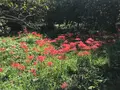 彼岸花の里の写真_383828