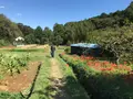 彼岸花の里の写真_383829