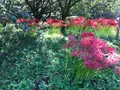 彼岸花の里の写真_383830