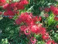 彼岸花の里の写真_383832