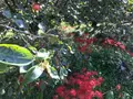 彼岸花の里の写真_383833