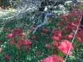 彼岸花の里の写真_383835