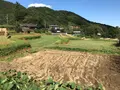 彼岸花の里の写真_383836