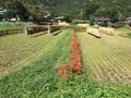 彼岸花の里の写真_383837