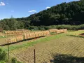 彼岸花の里の写真_383842