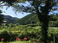 彼岸花の里の写真_383860