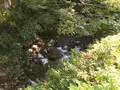 彼岸花の里の写真_383882