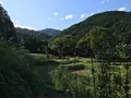彼岸花の里の写真_383887