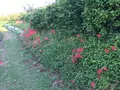 彼岸花の里の写真_383889