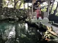 泉神社の写真_384657
