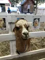 アルパカ牧場の写真_384937