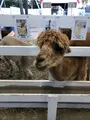 アルパカ牧場の写真_384938