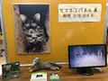 西表野生生物保護センターの写真_385987