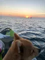 ブルーフィールドの写真_386016