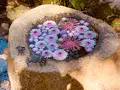 国指定重要文化財「一条恵観山荘」の写真_389188
