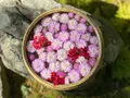 国指定重要文化財「一条恵観山荘」の写真_389190
