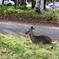 湯ノ湖の写真_389856