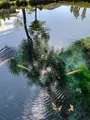 忍野八海の写真_390519