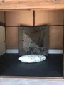 玄宮園の写真_390642