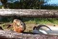 マザー牧場の写真_391060