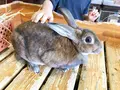 マザー牧場の写真_391097