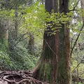 高尾山の写真_391471