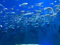マリホ水族館の写真_392593