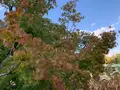栗林公園の写真_392780