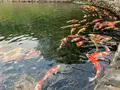 栗林公園の写真_392785
