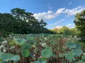 栗林公園の写真_392786