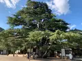 栗林公園の写真_392790