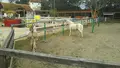 おかやまフォレストパーク ドイツの森の写真_394622